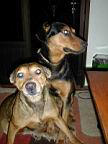 Los Perros064.jpg